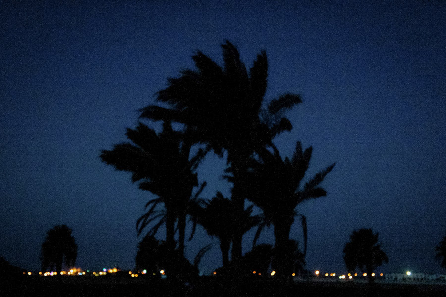 пальмы ночью